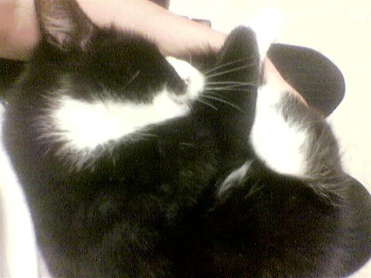 Blanding af racer Bølle R.I.P min skat - Det er nu også dejlig og ligge sammen krøllet... billede 7