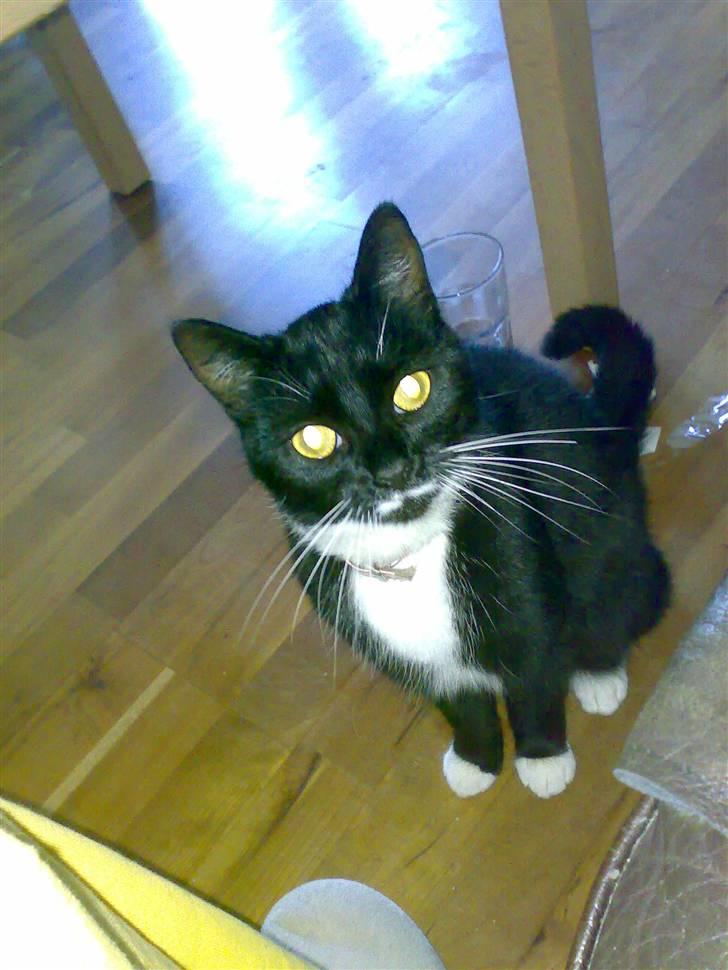 Huskat Lille My billede 1