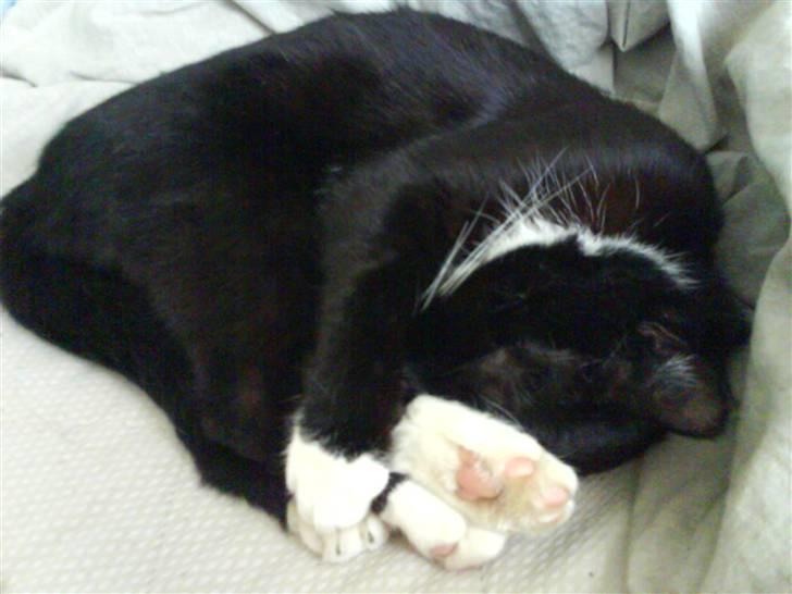 Huskat Lille My billede 2