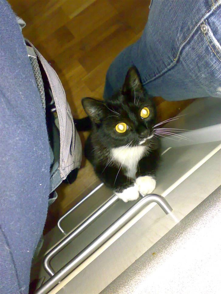 Huskat Lille My billede 3