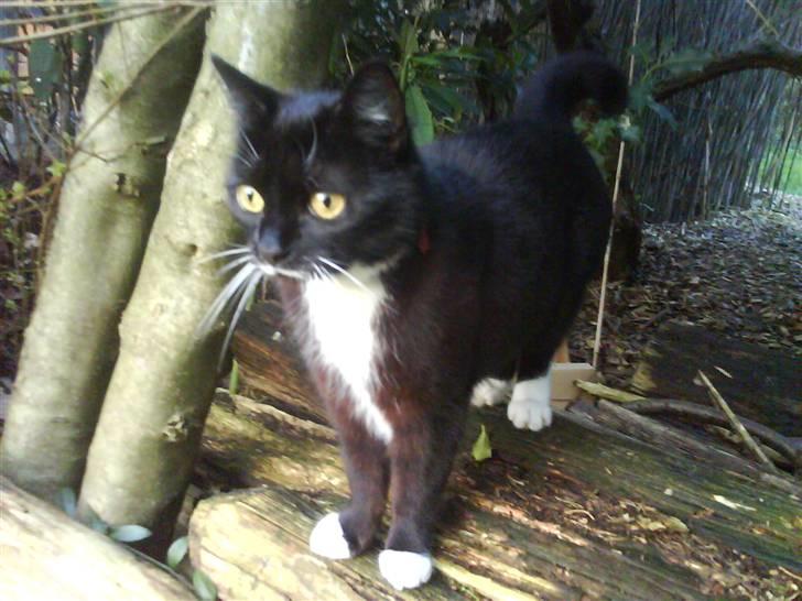 Huskat Lille My billede 4