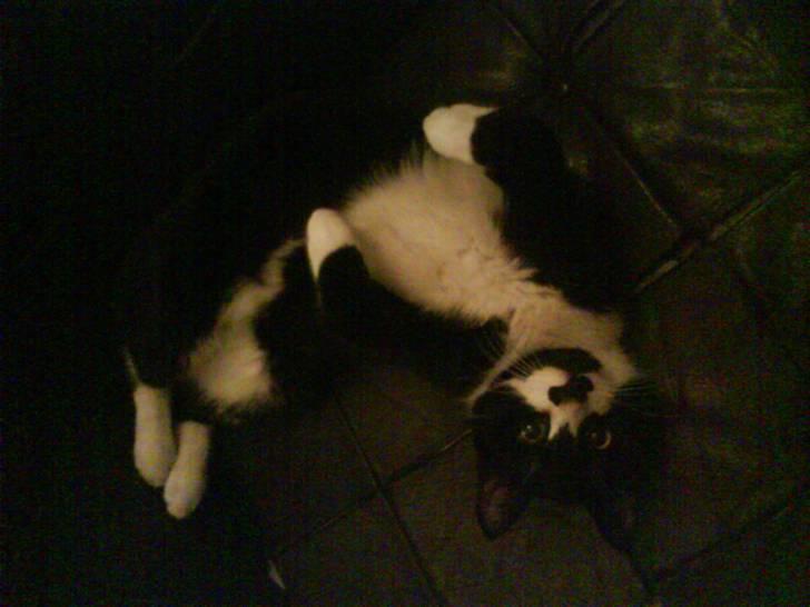 Huskat Toby billede 1