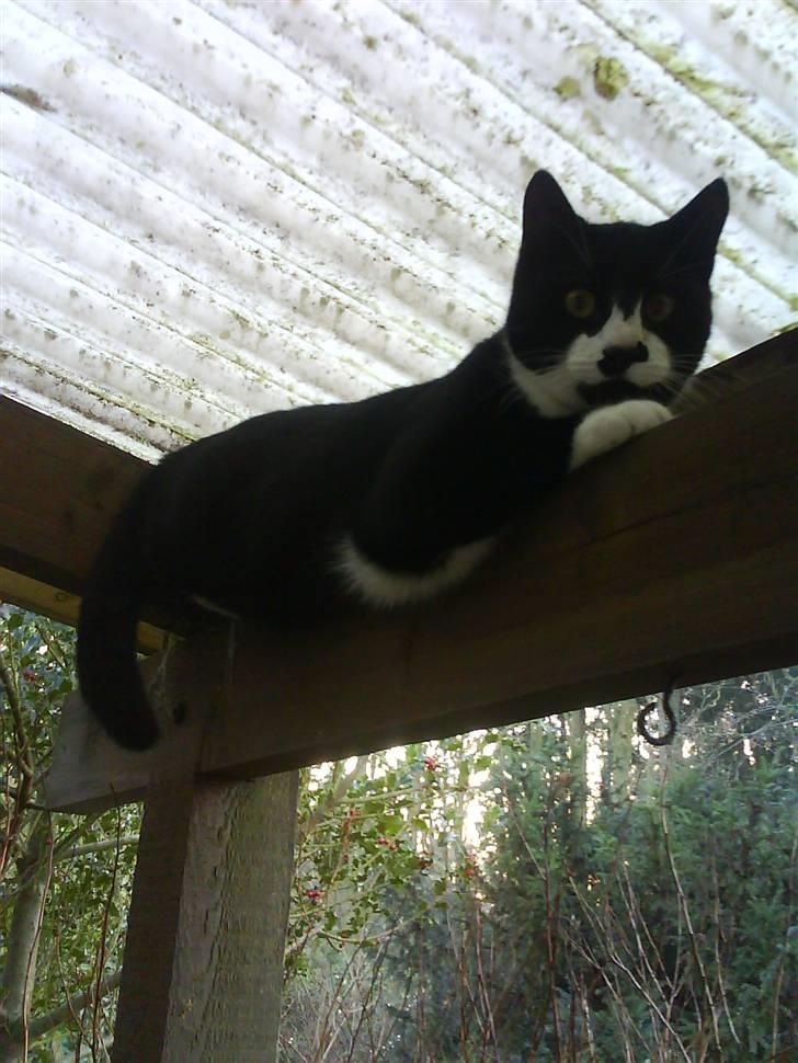 Huskat Toby billede 2