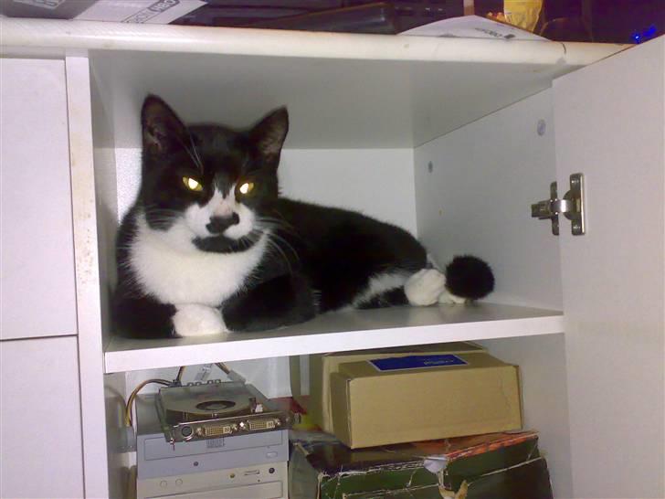 Huskat Toby billede 3