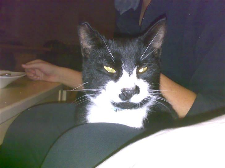 Huskat Toby billede 4