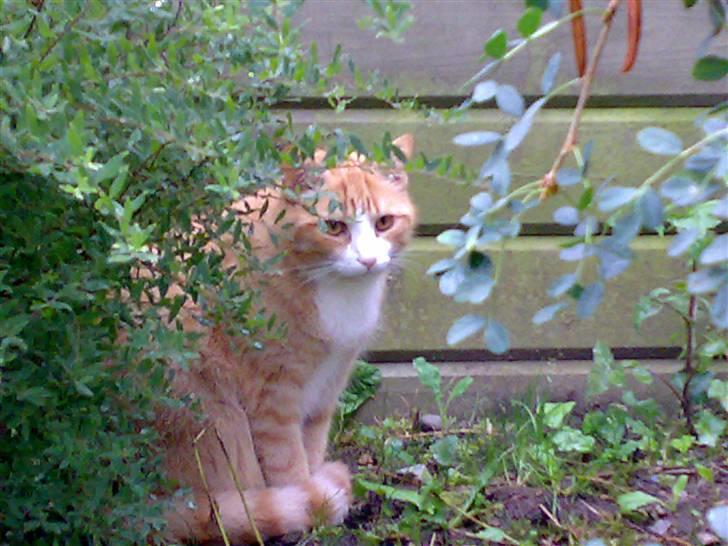 Huskat Alfred *BORTGIVET* - Psst, jeg er lige her billede 1