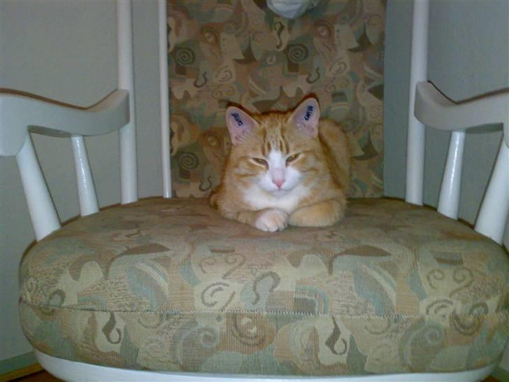 Huskat Alfred *BORTGIVET* - SNOOORK billede 2