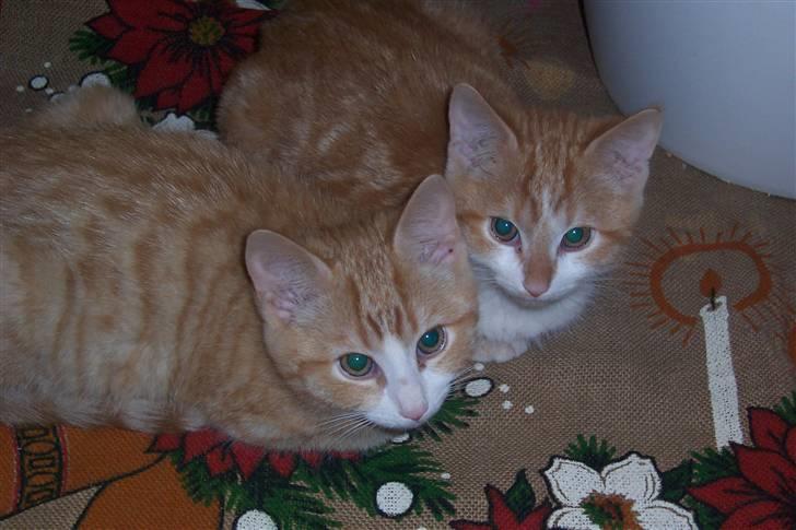 Huskat Alfred *BORTGIVET* - Det er mig til venstre billede 3