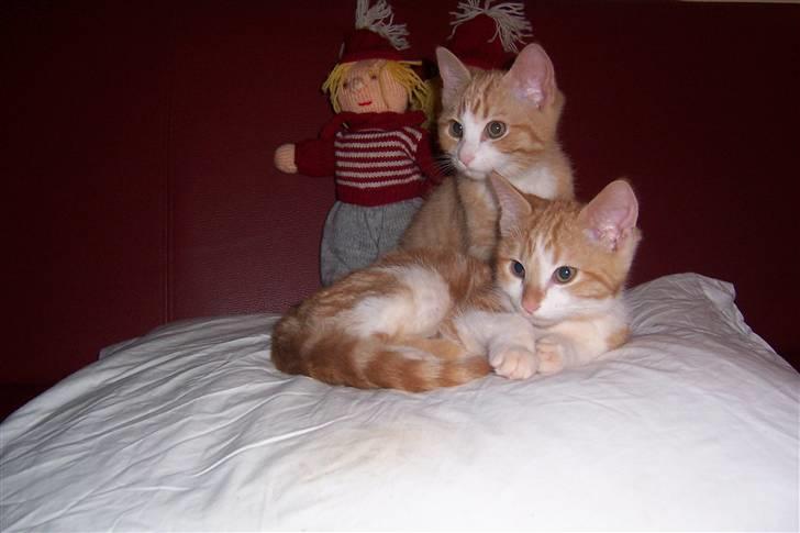 Huskat Alfred *BORTGIVET* - Jeg sidder her bagved billede 4