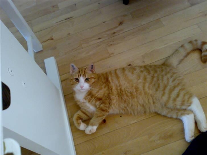 Huskat Alfred *BORTGIVET* - Jaaa, det her er livet, at FEDE DEN billede 5