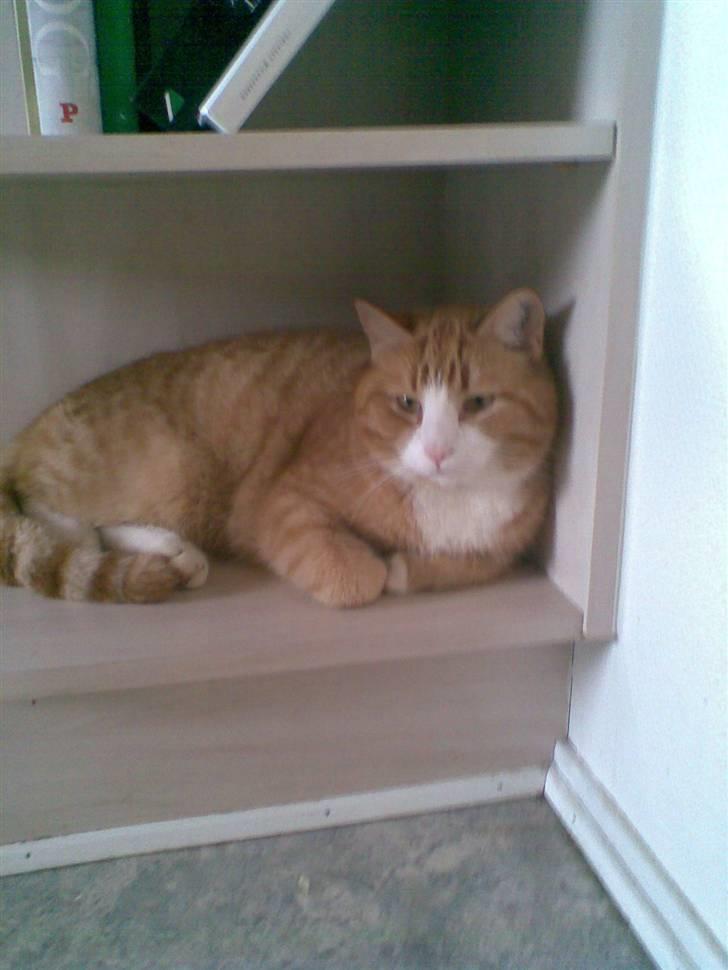 Huskat Alfred *BORTGIVET* - Elsker min reol billede 6