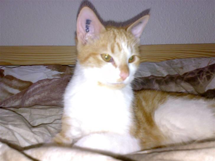 Huskat Ludwig *BORTGIVET* - Strike the pose billede 1