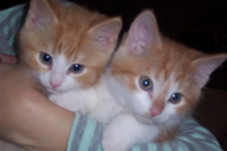 Huskat Ludwig *BORTGIVET* - Alfred, du fylder billede 3