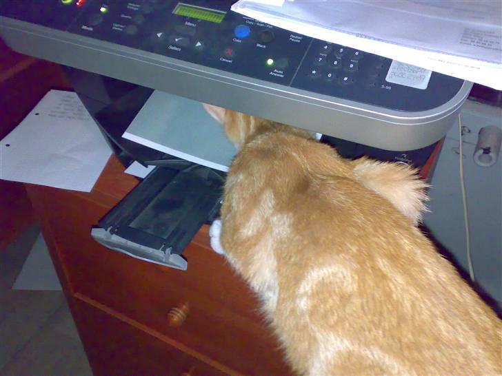 Huskat Ludwig *BORTGIVET* - Hey, hvad var det den sagde? Det må jeg vidst lige hellere kigge lidt nærmere på billede 4