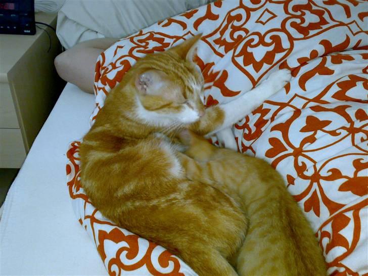 Huskat Ludwig *BORTGIVET* - Prøv lige at hør her, Karl, jeg er IKKE din mor vel billede 5