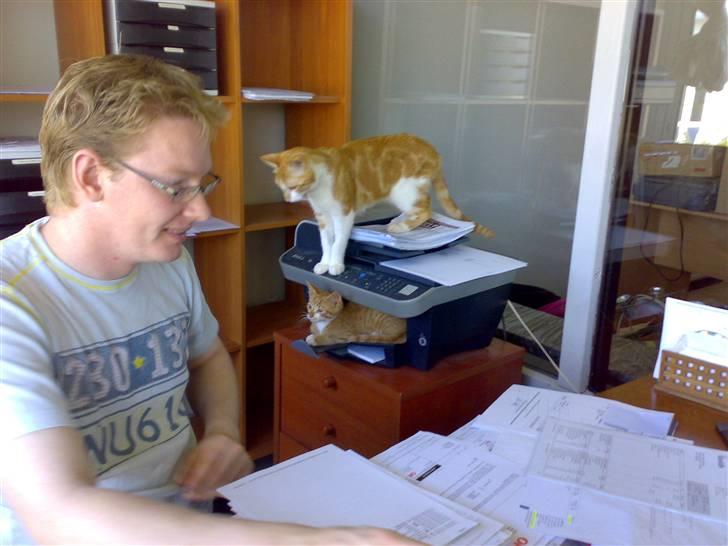 Huskat Ludwig *BORTGIVET* - Jeg har styr på den far billede 6