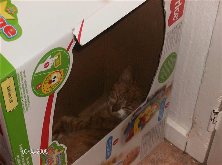 Huskat Otto *RIP 12.06.08* - SNOOOORK billede 2