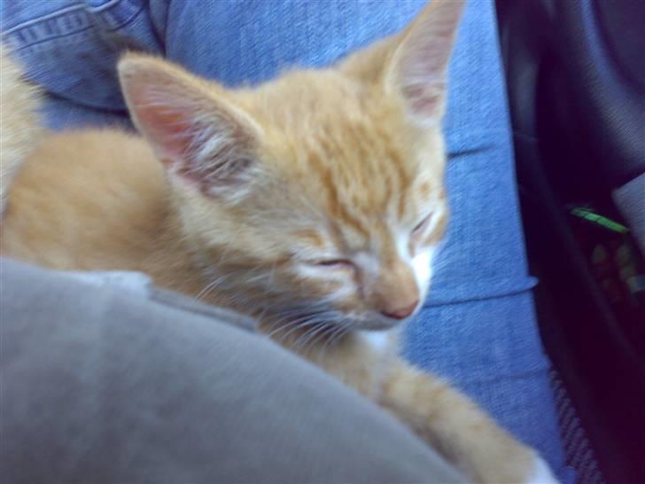 Huskat Otto *RIP 12.06.08* - Hvis du ikke vækker Karl mor, må du heller ikke vække mig billede 3