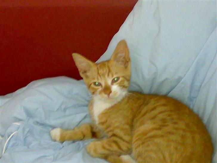 Huskat Otto *RIP 12.06.08* - Godmorgen mor, skal vi have morgenmad nu? billede 5