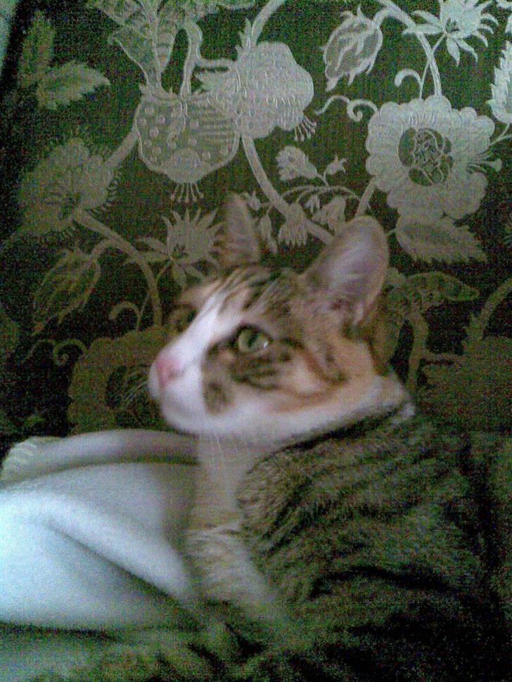 Huskat lilo billede 8