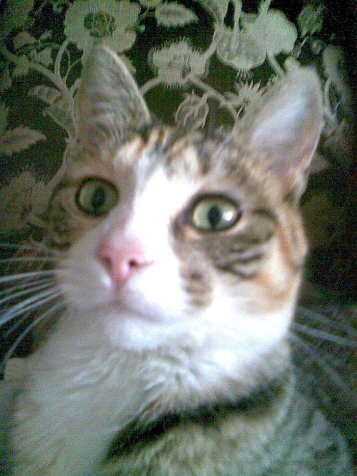 Huskat lilo billede 9