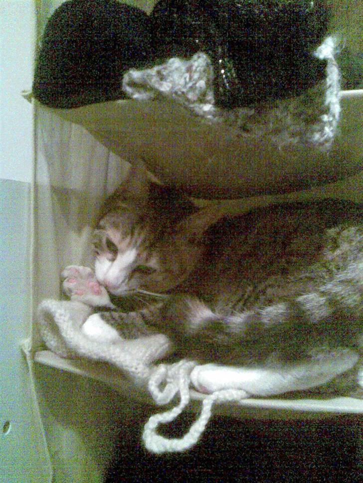 Huskat lilo billede 10