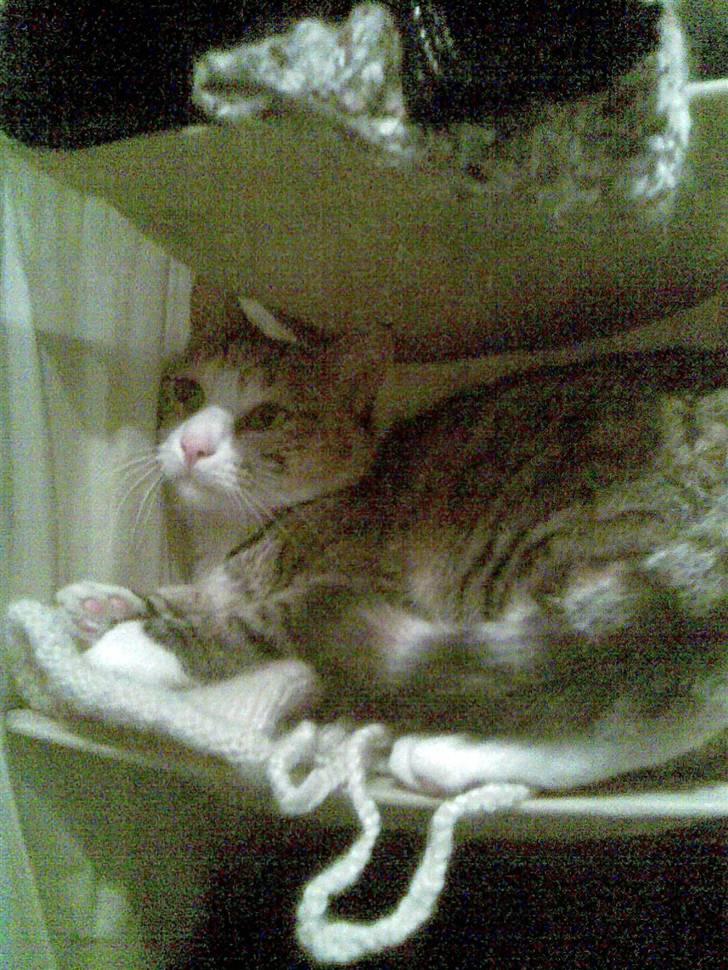 Huskat lilo billede 11