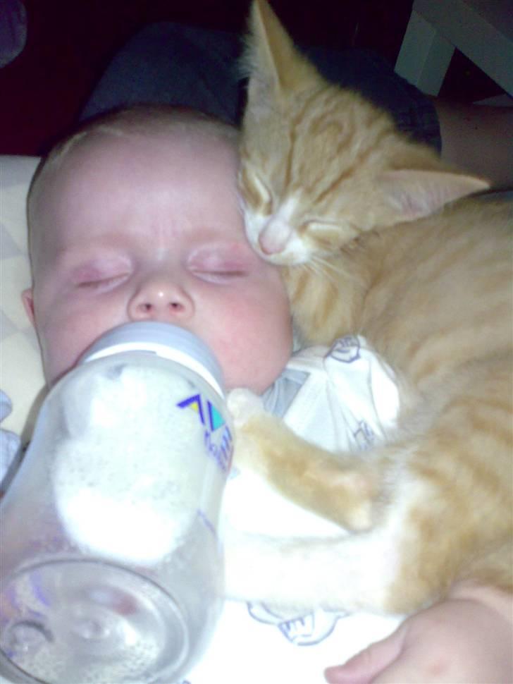 Huskat Karl - Uhm, Walde, deler du? billede 1