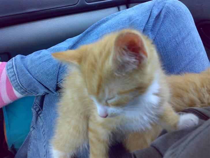 Huskat Karl - Nu vækker du mig altså ikke, sover lige så godt billede 2