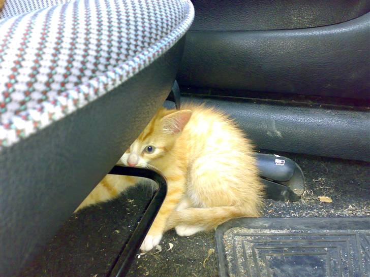 Huskat Karl - Uhh, du er FARLIG billede 3