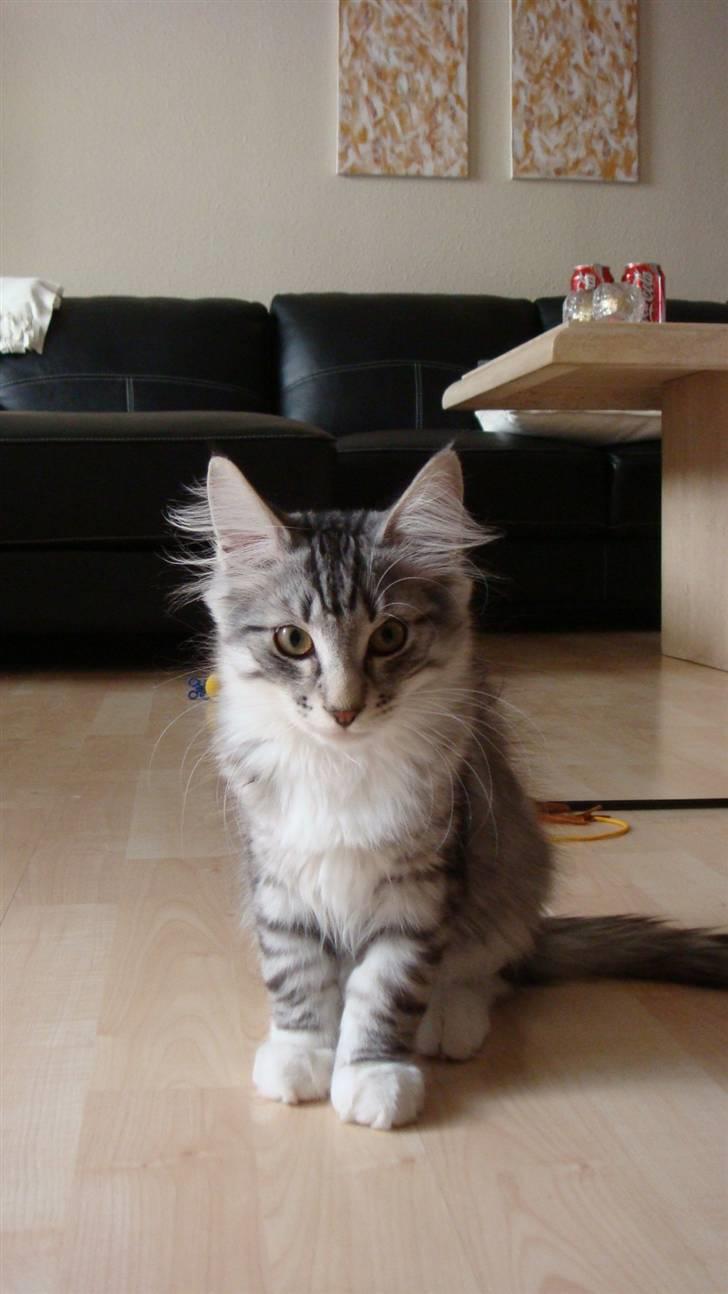 Norsk Skovkat Tyson billede 2