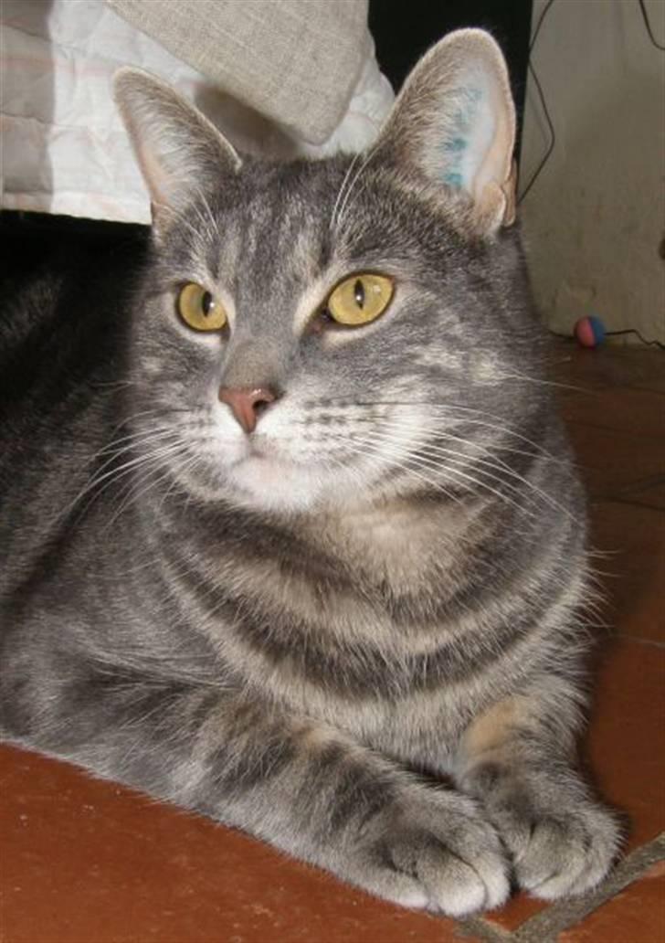 Huskat Akeleje - Marts 2008 - 2 år billede 15