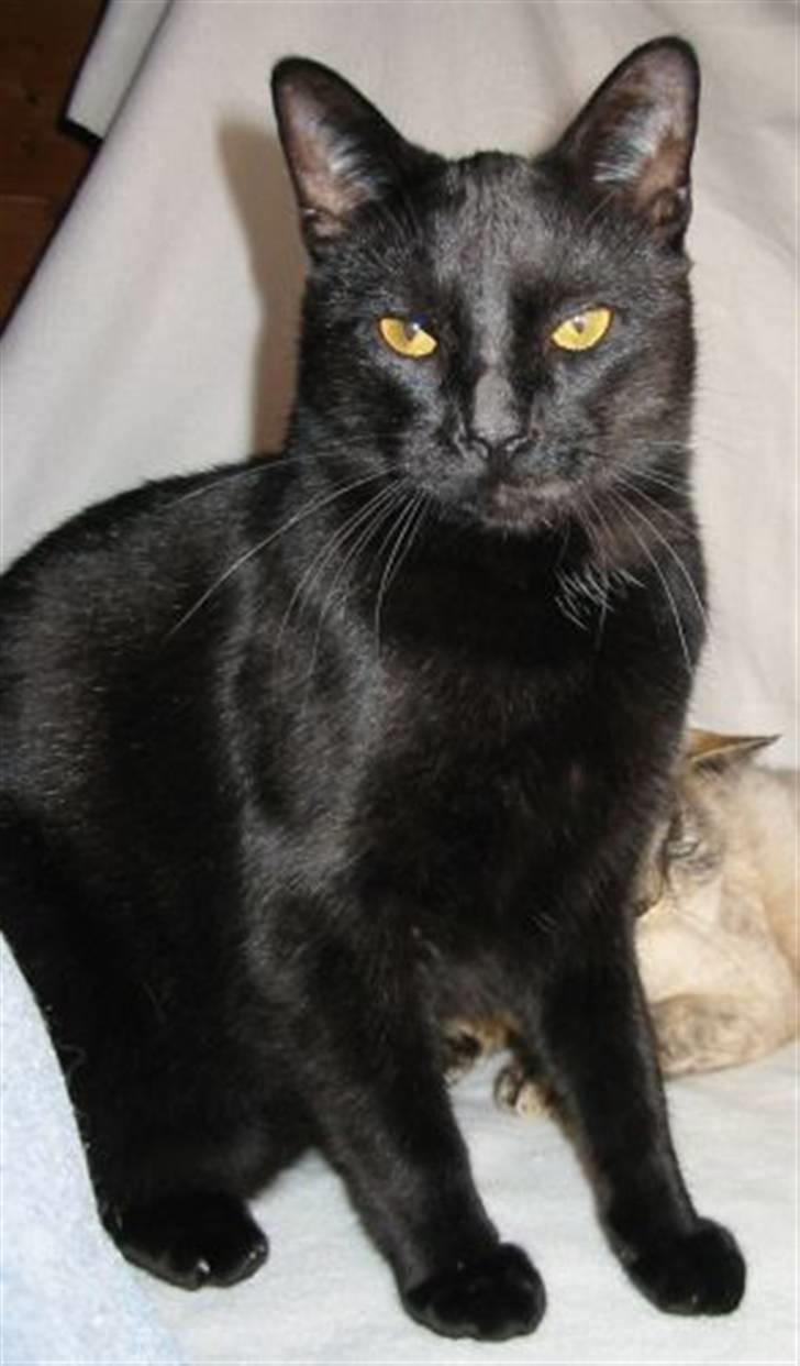 Huskat Nimbus - Oktober 2007 - 1½ år billede 7