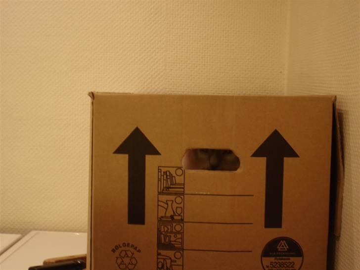 Hellig Birma Obelix Wici (Ober) - Nu kan mor ikke se mig billede 11