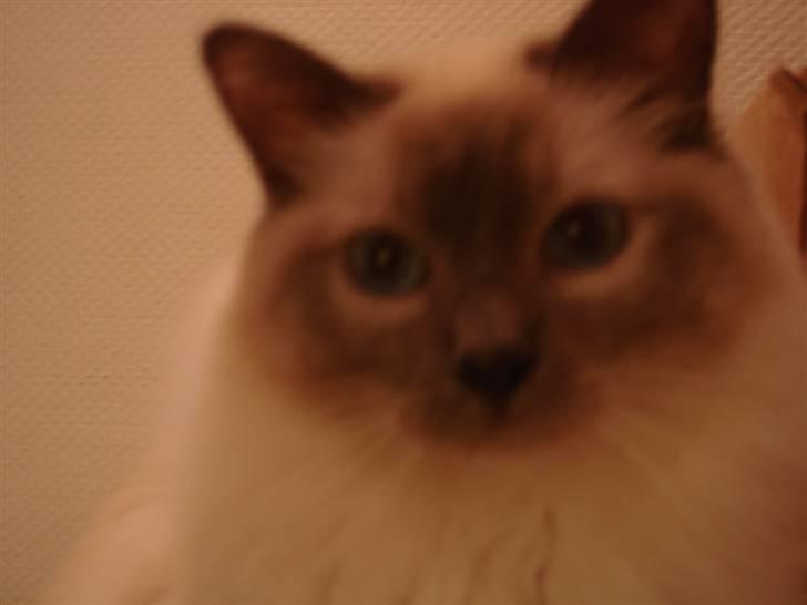 Hellig Birma Obelix Wici (Ober) billede 12