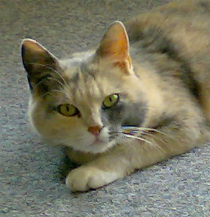 Blanding af racer Mille - grønne øjne! billede 10