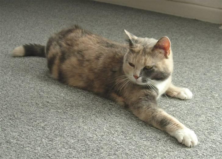 Blanding af racer Mille - smukke. billede 11