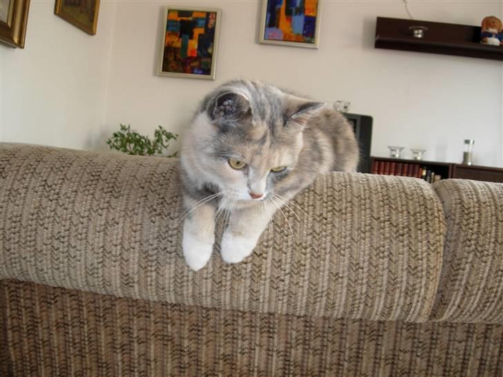 Blanding af racer Mille - her ligger jeg på kanten af sofaen. Jeg ligger godt! billede 12