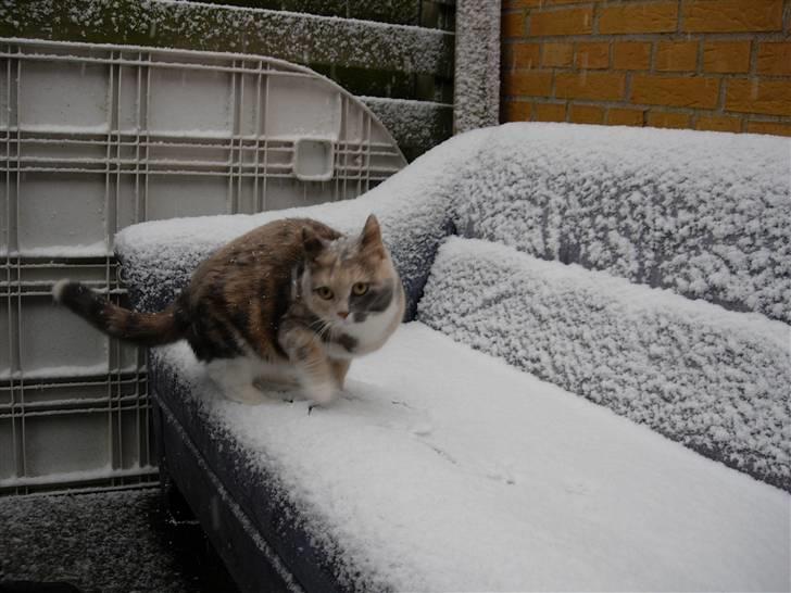 Blanding af racer Mille - Sne.. altså! billede 13