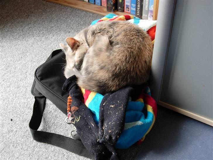 Blanding af racer Mille - Det første bløde jeg lige fik øje på! billede 14