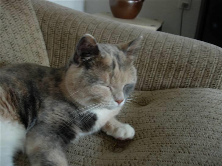 Blanding af racer Mille - afslapning for alle pengene billede 15