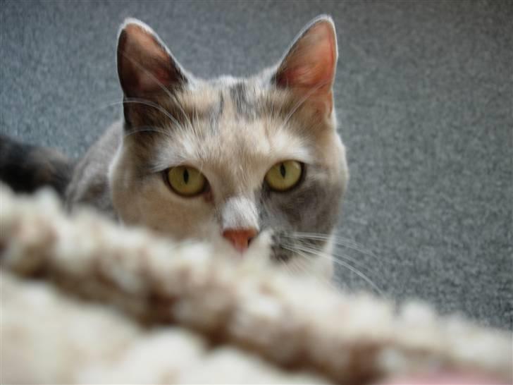 Blanding af racer Mille - *kuk kuk* billede 16