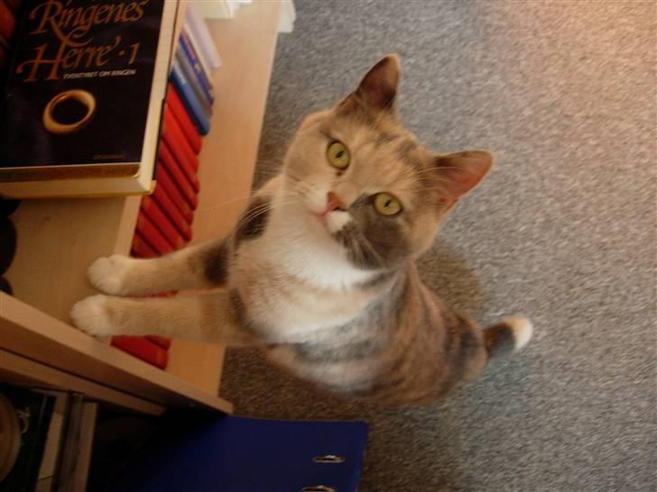 Blanding af racer Mille - jeg har lige læst ringenes herre! flot ikk´? billede 17