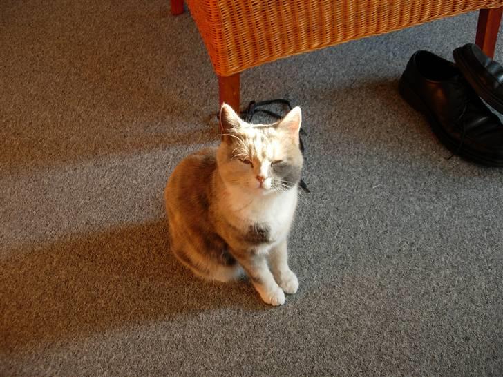 Blanding af racer Mille - Solen blændede mine øjne! Dumme sol! billede 18