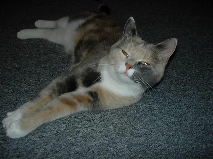 Blanding af racer Mille - kom så drenge. Jeg er da en steg ikke? billede 19