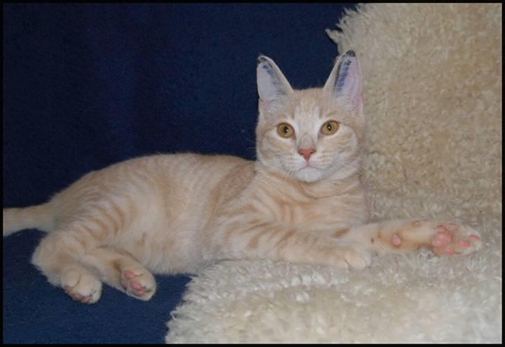 Huskat Emil billede 1