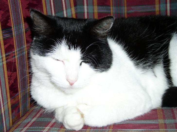 Huskat Mille *R.I.P* <3 - Mille ligger og sover. billede 1