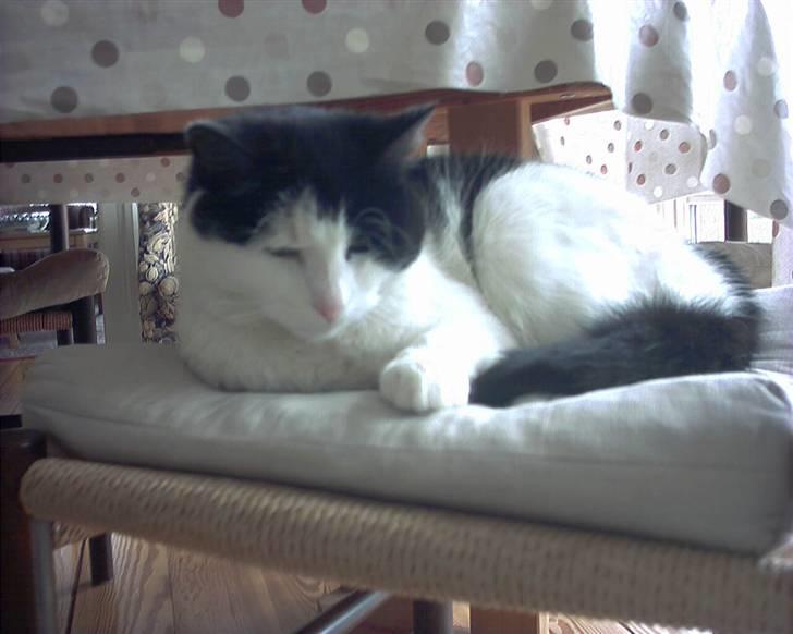 Huskat Mille *R.I.P* <3 - Mille ligger og sover igen . billede 2