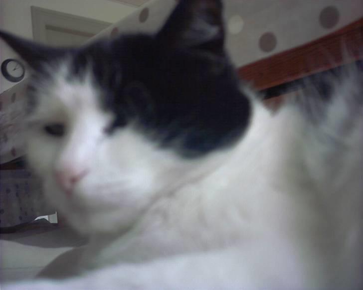 Huskat Mille *R.I.P* <3 - Så er Mille vidst vågnet. billede 3