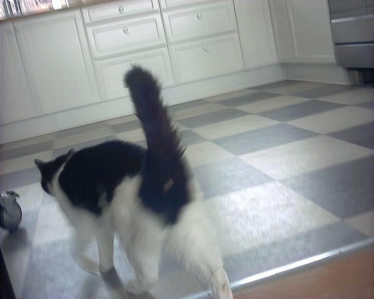 Huskat Mille *R.I.P* <3 - og går sin vej. billede 4